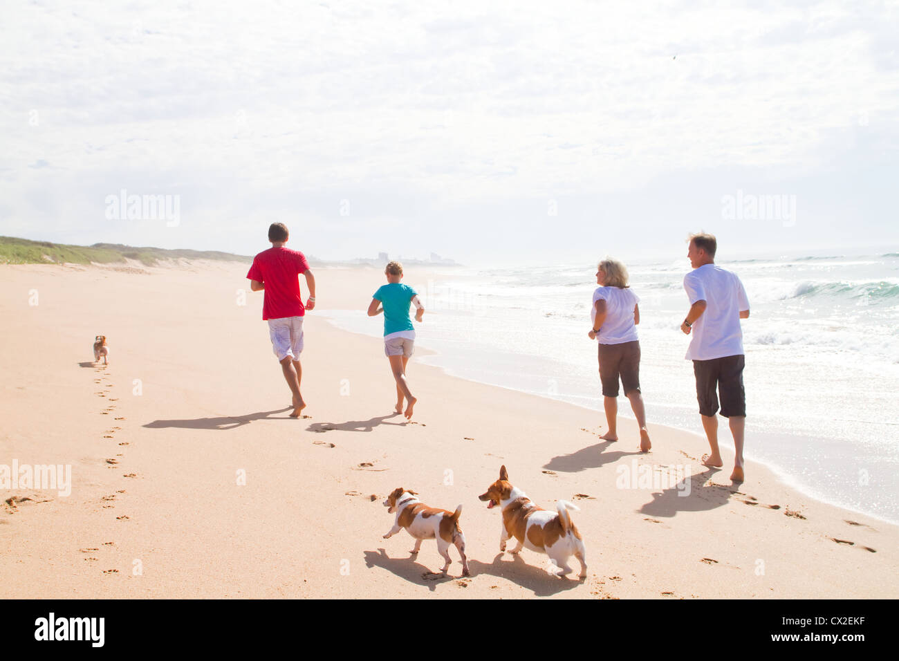 active family dogs