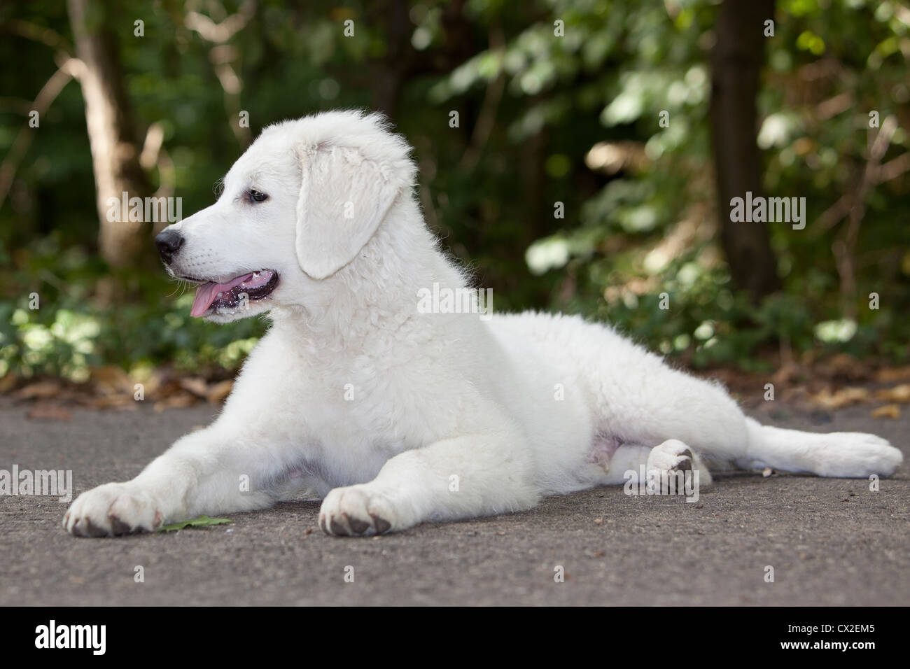 Kuvacz Hund Welpen puppies dog white sitting sitzend Wiese grün green grass aufmerksam attentively Stock Photo
