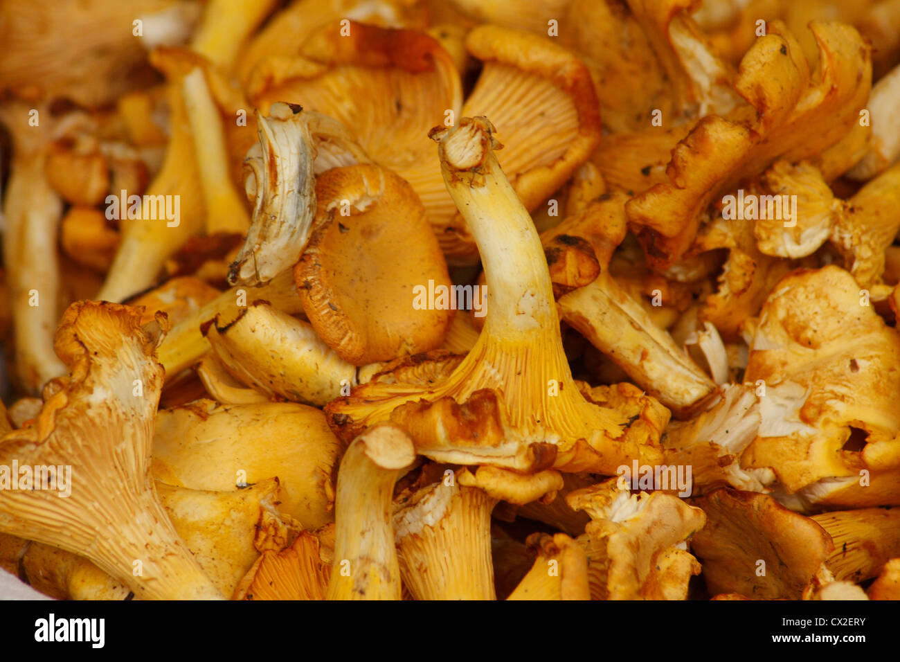Fresh, edible chanterelle mushrooms for sale at a farmers' market in