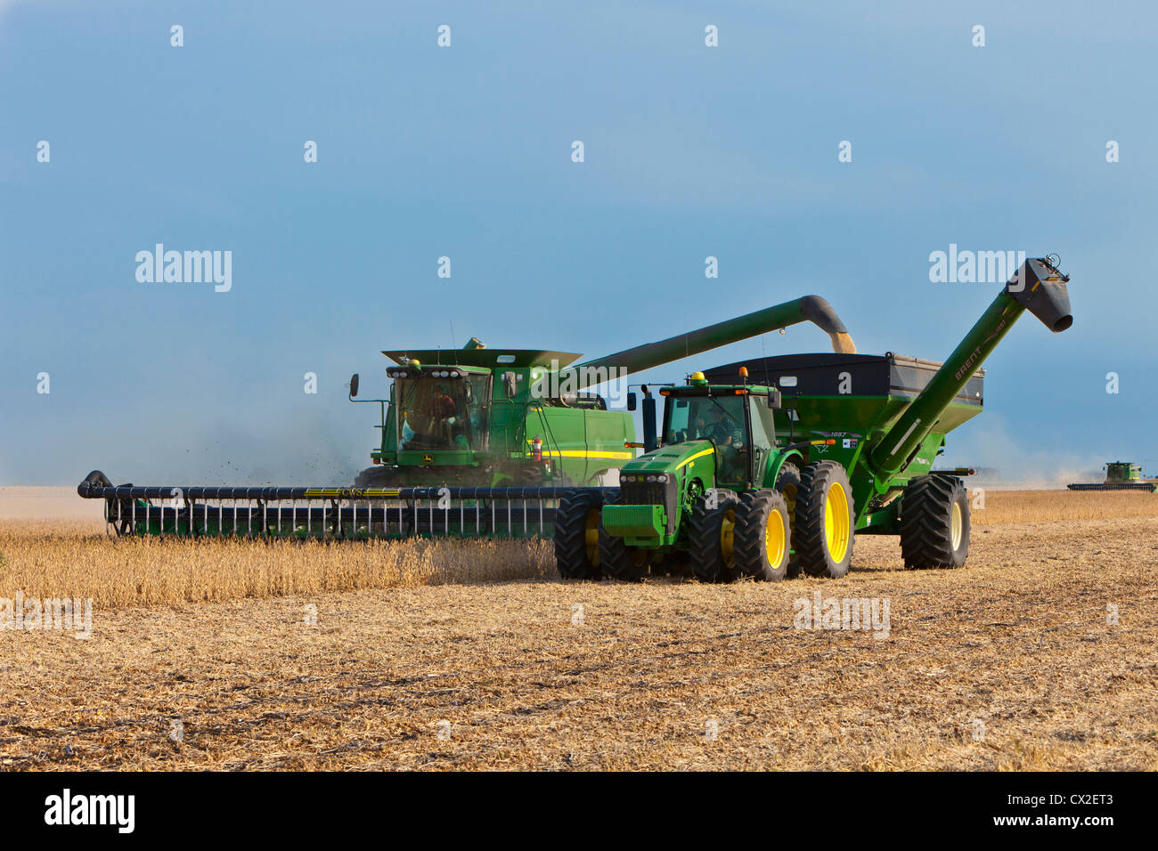 Soybean harvest on the Froese farm near Winkler, Manitoba, Canada. Stock Photo