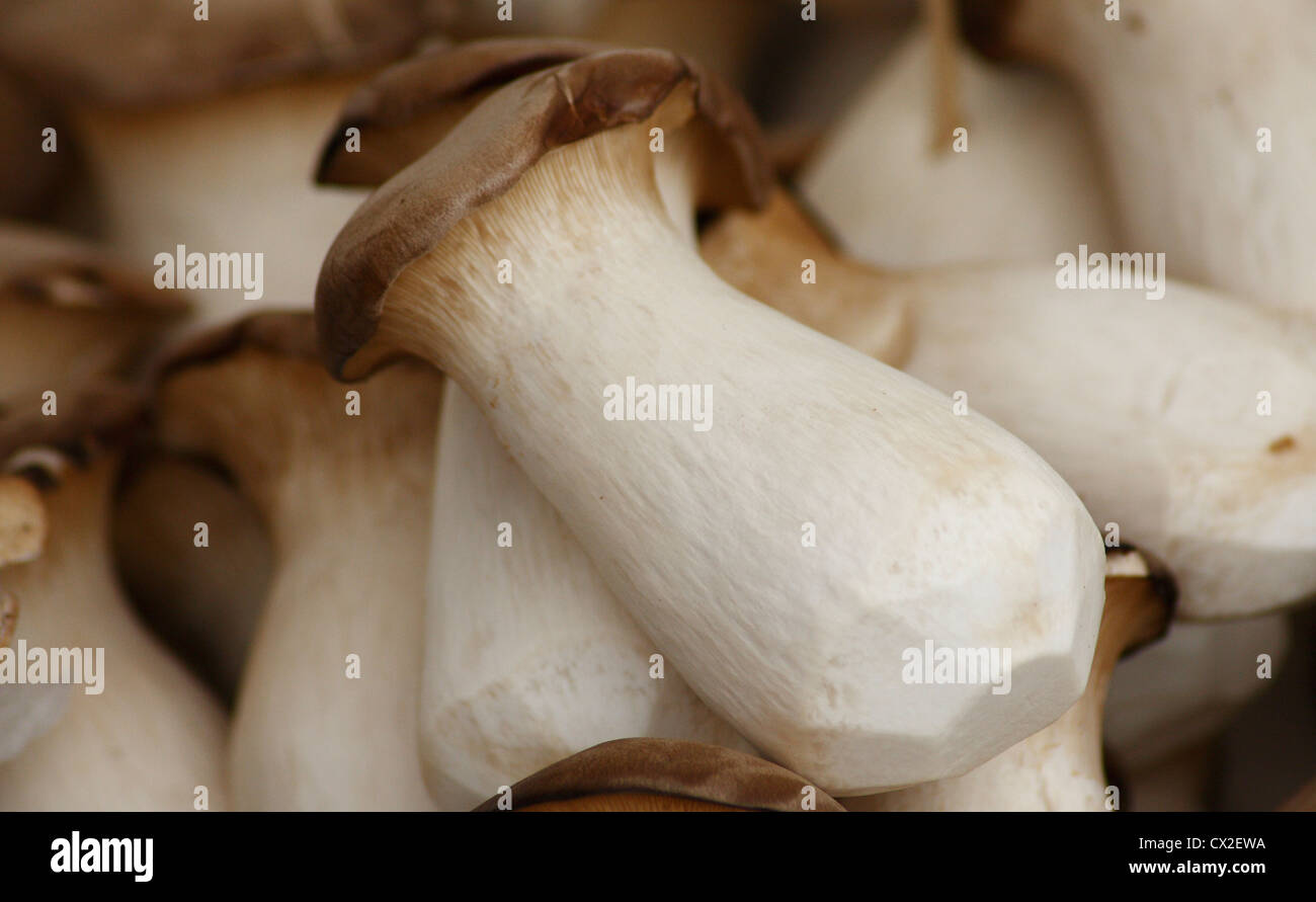 Pile of edible Eringi mushrooms from Japan (similar taste and texuture