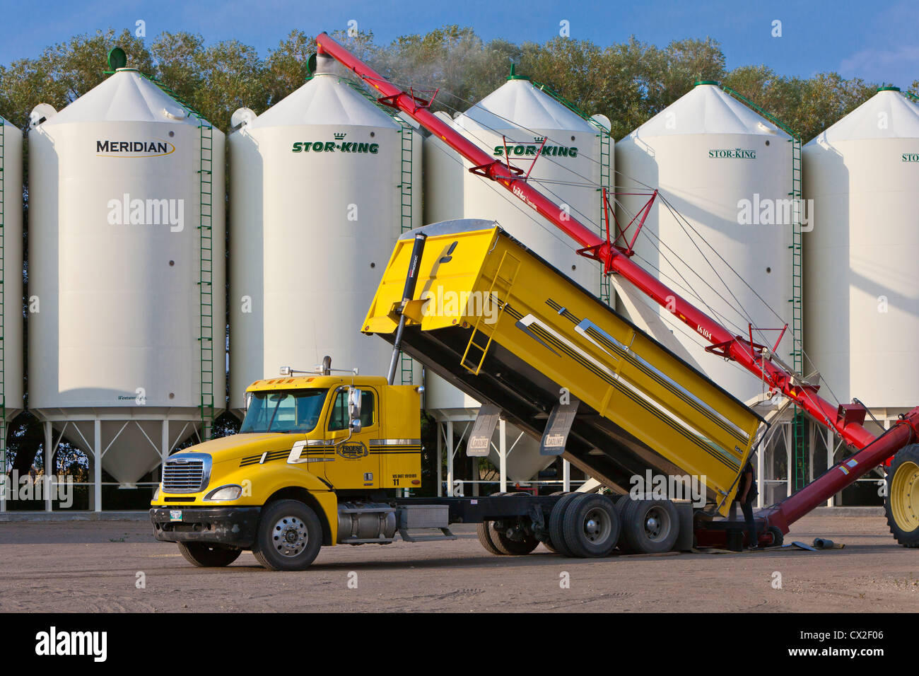 Unloading soybeans on the Froese farm near Winkler, Manitoba, Canada. Stock Photo