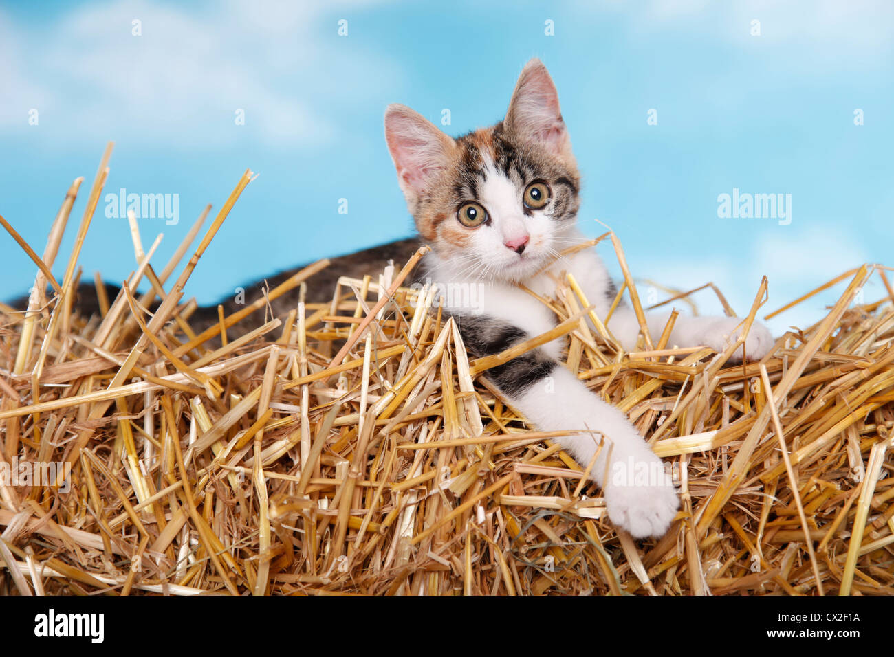 Kitten in the straw hi-res stock photography and images - Alamy