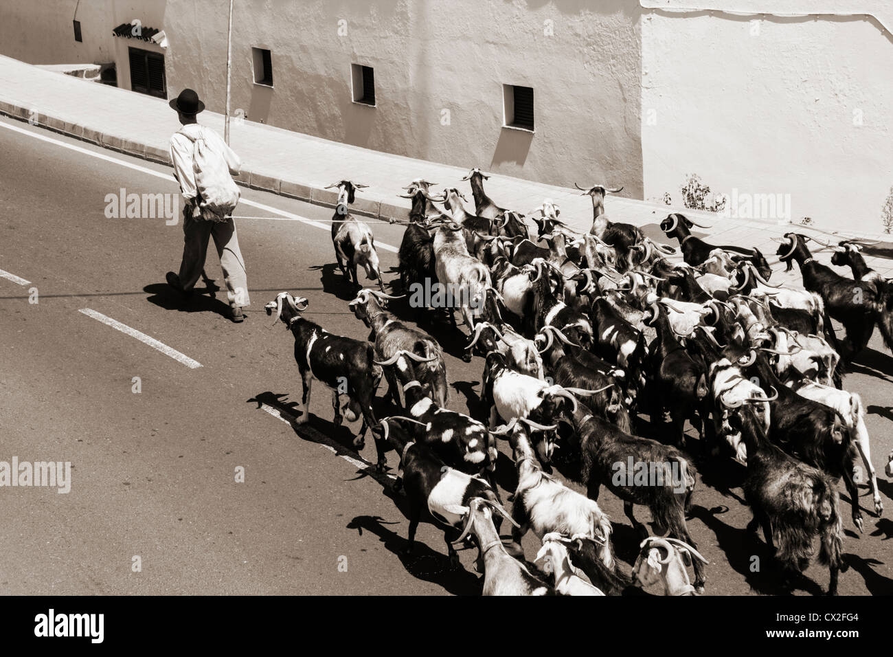 Shepherd leading goats through village on Gran Canaria, Canary Islands, Spain Stock Photo