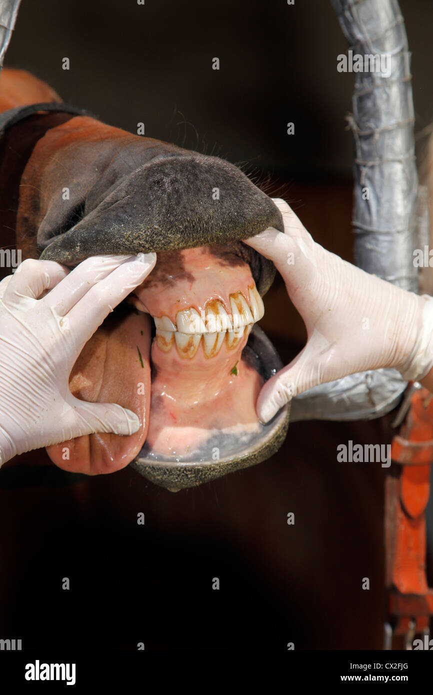 Vet checking horses teeth hires stock photography and images Alamy