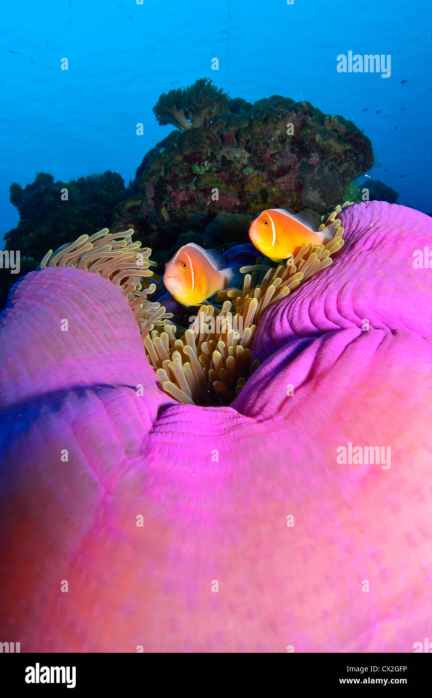 underwater scene of Palau, coral reefs, anemone, anemone fish, blue water, clear water, deep, colorful, scuba, diving, sea life Stock Photo