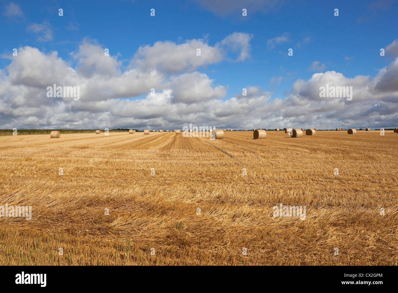 A September landscape with round straw bales in a field of golden stubble under a bright blue sky with layered clouds Stock Photo