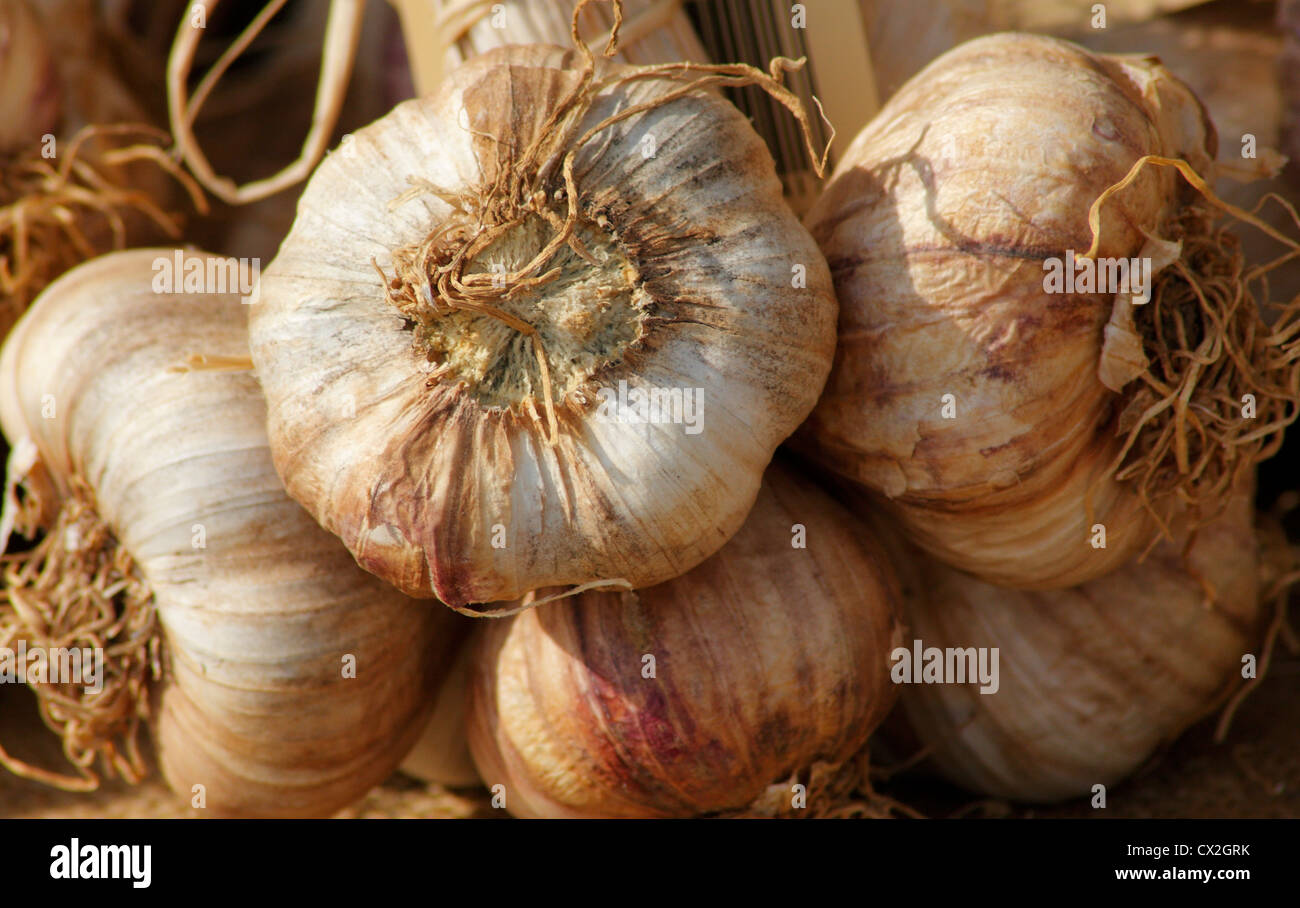 A bunch of organic garlic cloves tied with raffia for sale at a country fair farmers' market in Derbyshire, England, UK Stock Photo