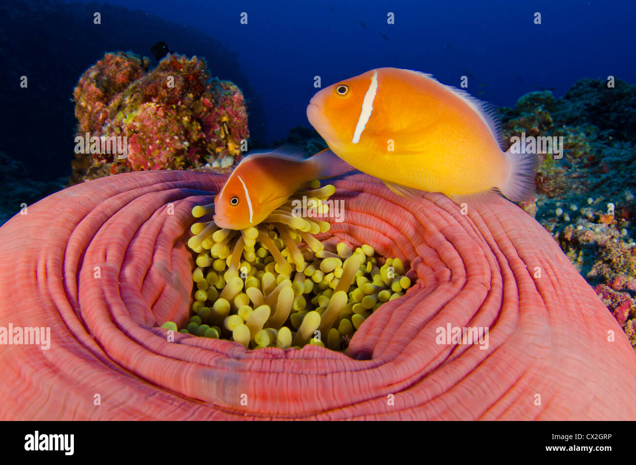 underwater scene of Palau, coral reefs, anemone, anemone fish, scuba, diving, sea, ocean, blue water, clear water, deep. Stock Photo