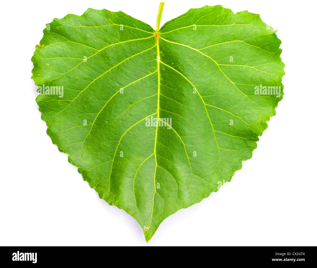 Green heart shaped leaf on white Stock Photo - Alamy