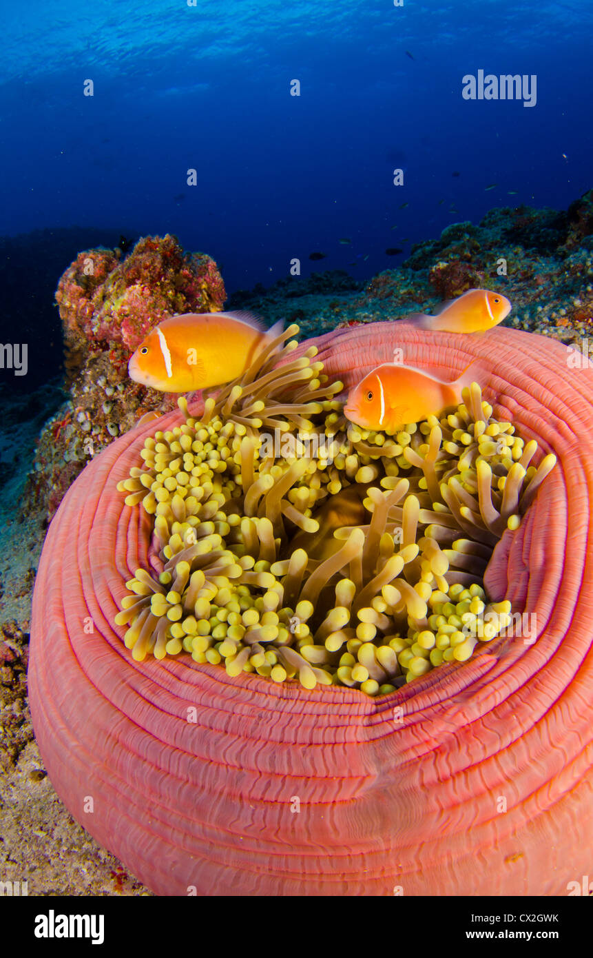 underwater scene of Palau, coral reefs, sea life, anemone, anemone fish, blue water, clear water, ocean, sea, deep, tropical Stock Photo