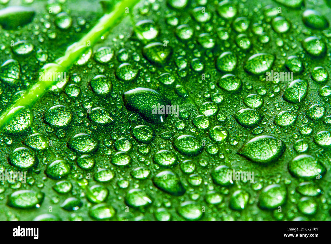 Green leaf and water drops as background Stock Photo - Alamy