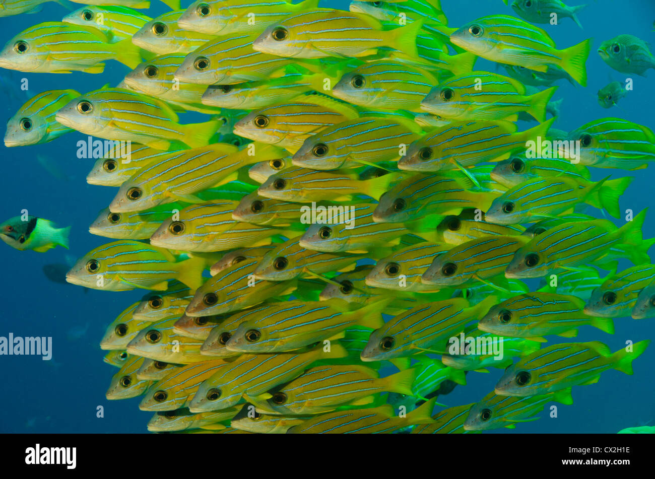 underwater scene of Palau, coral reefs, tropical reef, sea life, snapper grunt, school of snapper grunt, yellow, society. Stock Photo