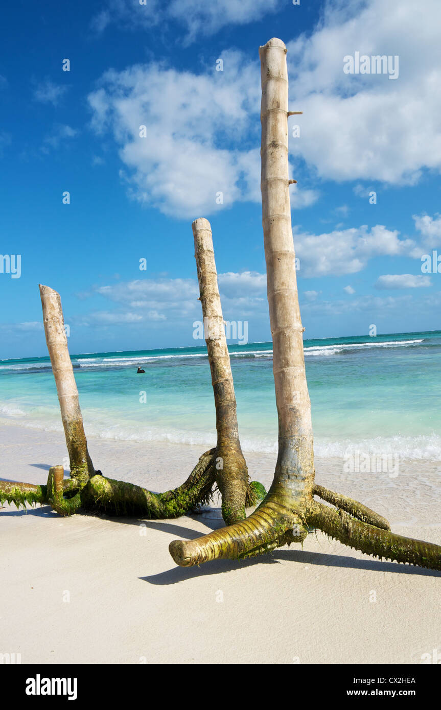 Mexican dead palm tree on the beach Stock Photo Alamy