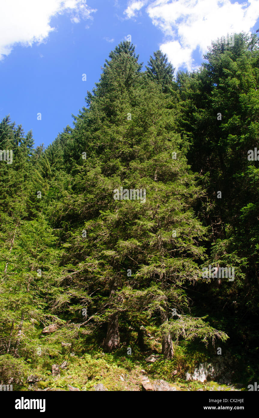 Austria, Tyrol, Hintersee Pine trees Stock Photo