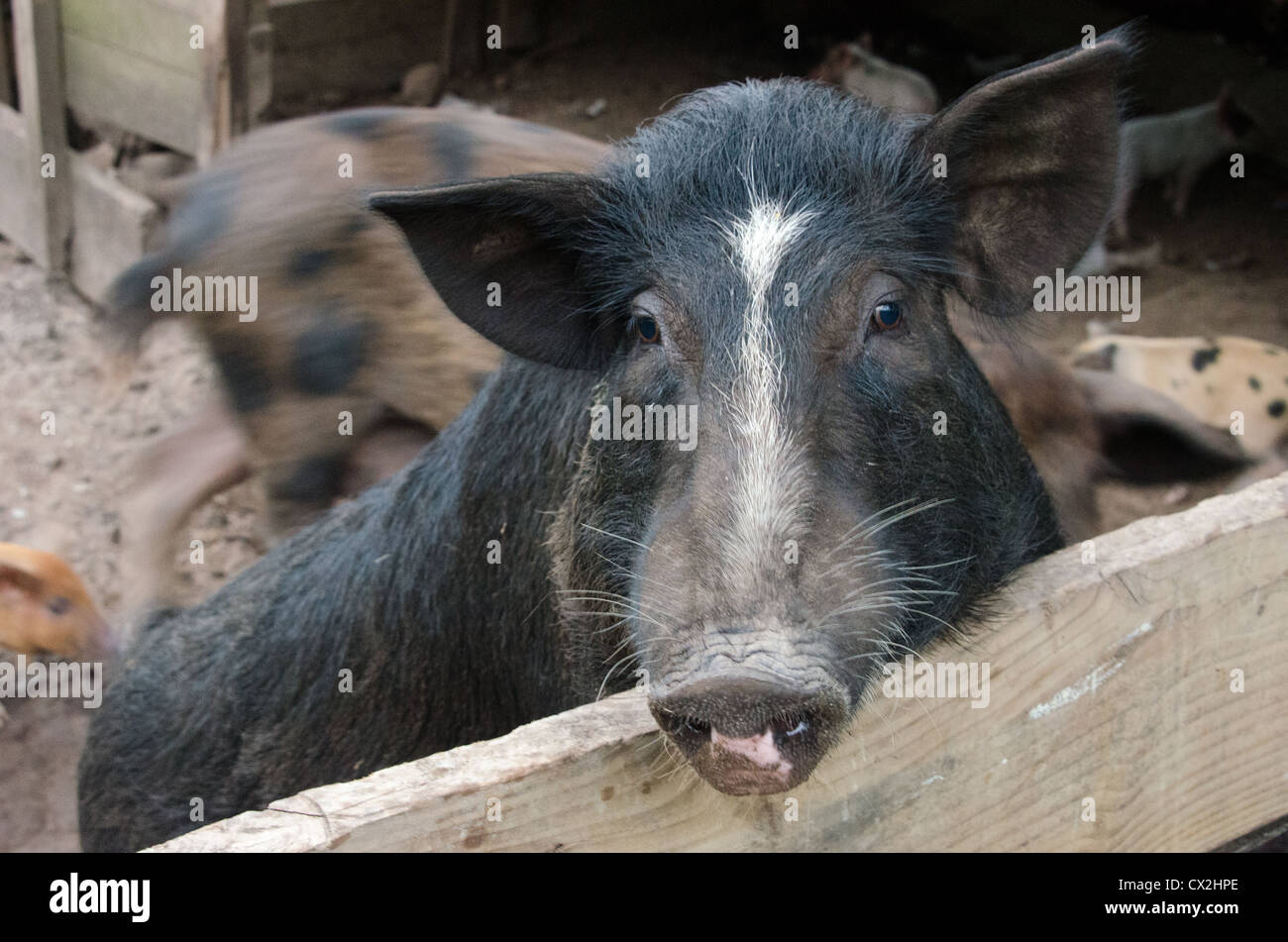 A Pig in a pen in the Islands of the Marquesas, French Polynesia Stock Photo