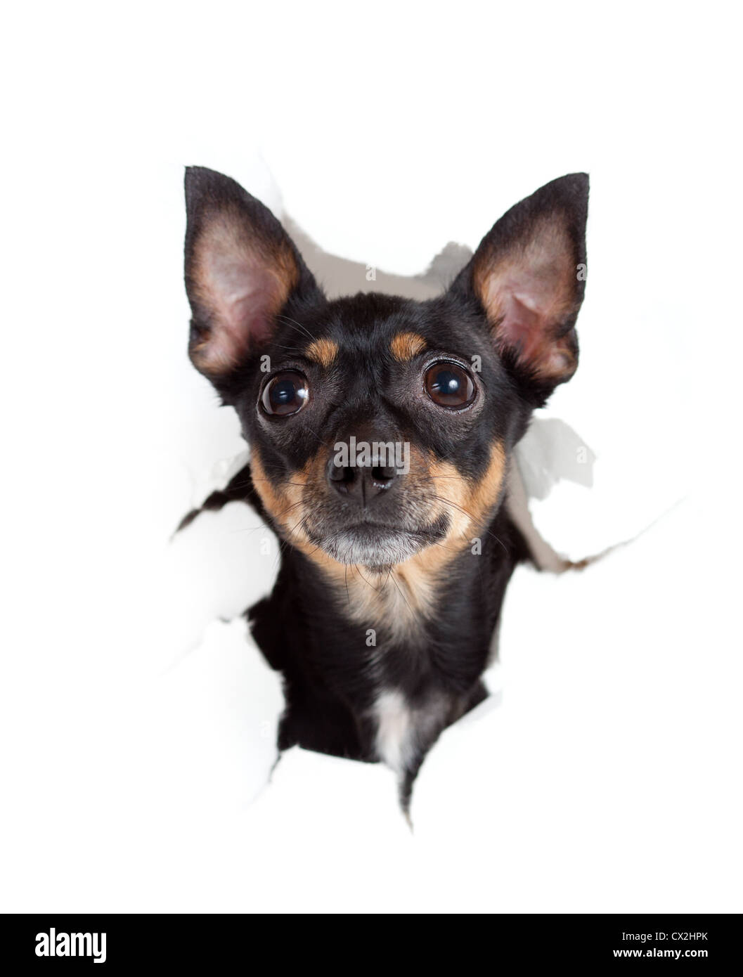 Side view playful dog Cut Out Stock Images Pictures Alamy Side view playful dog Cut Out Stock Images Pictures Alamy