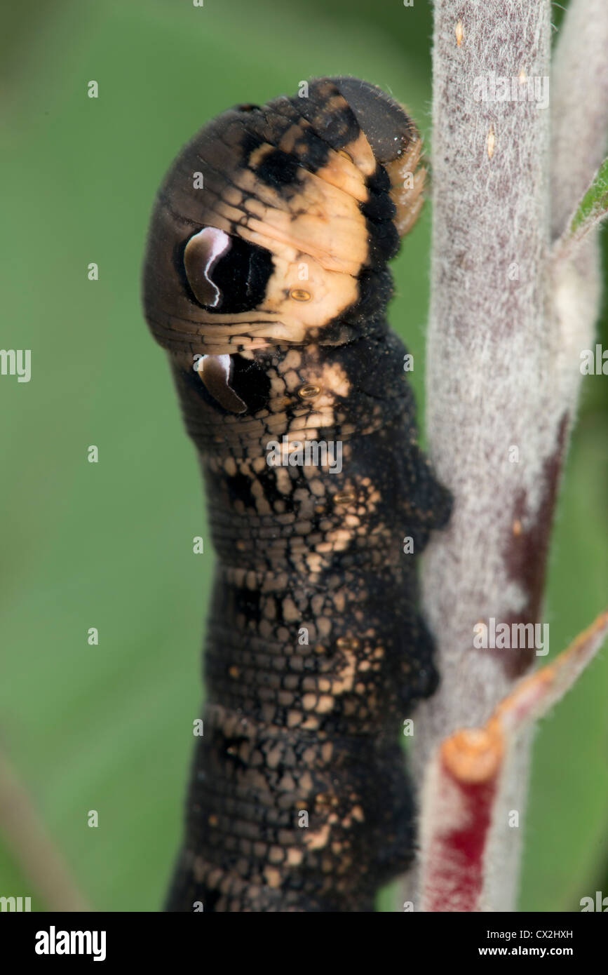 A close up of the head of the Elephant Hawk Moth Caterpillar