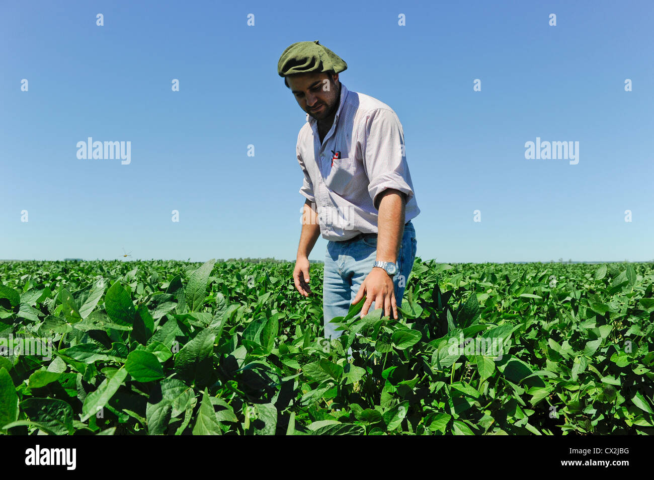URUGUAY Estancia La Magdalena in Salto district, field with Monsanto