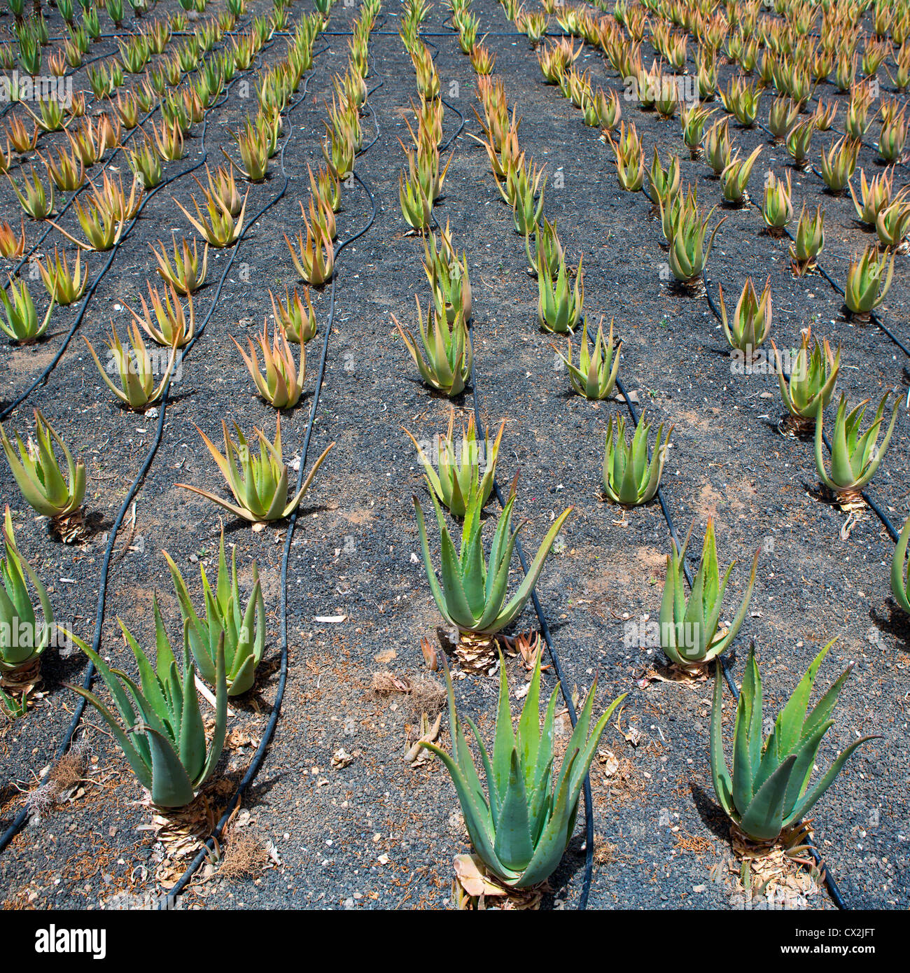 Aloe Vera fields in Lanzarote Orzola at Canary islands Stock Photo - Alamy