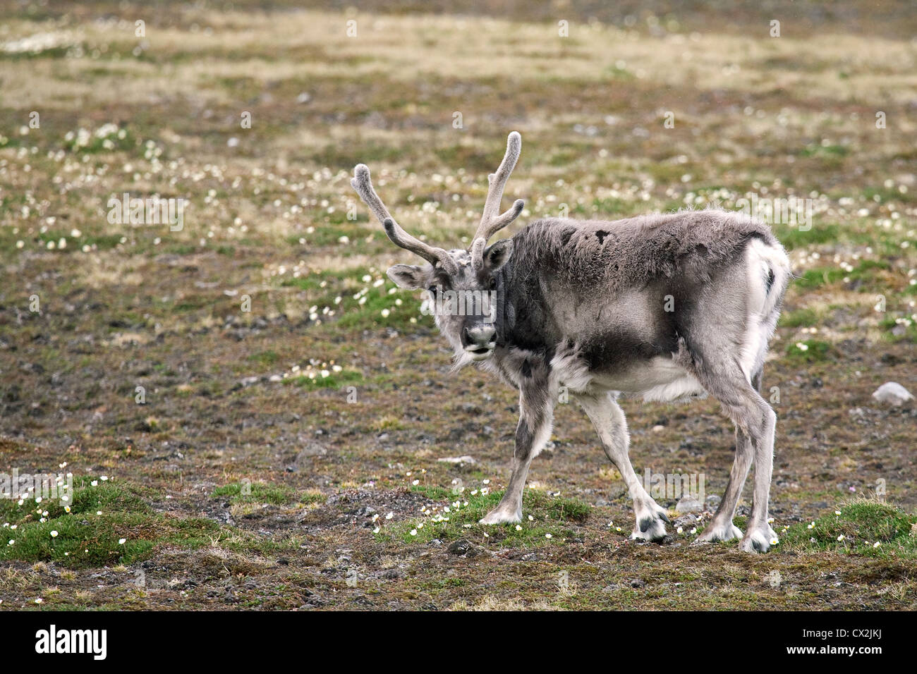 Svalbard reindeer (Rangifer tarandus) moulting on the Arctic tundra in summer, Svalbard, Spitsbergen, Norway Stock Photo