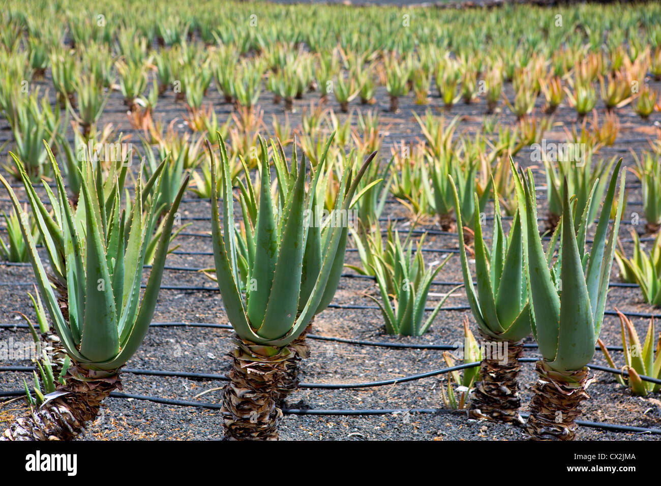 aloe vera spray anwendung Aloe Vera Spray aus der Apotheke main image 0