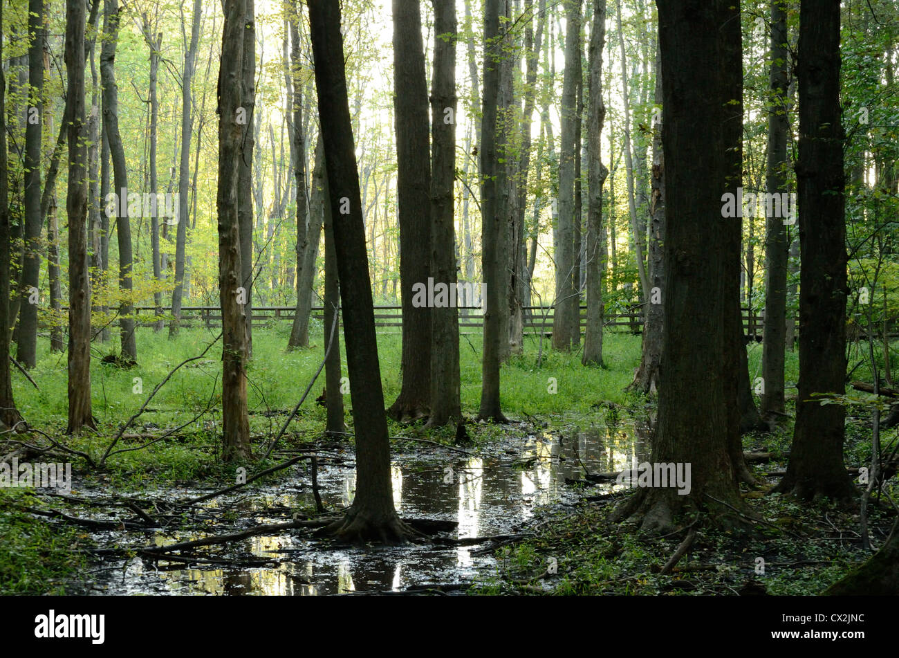 Wetland forest trees. Stock Photo