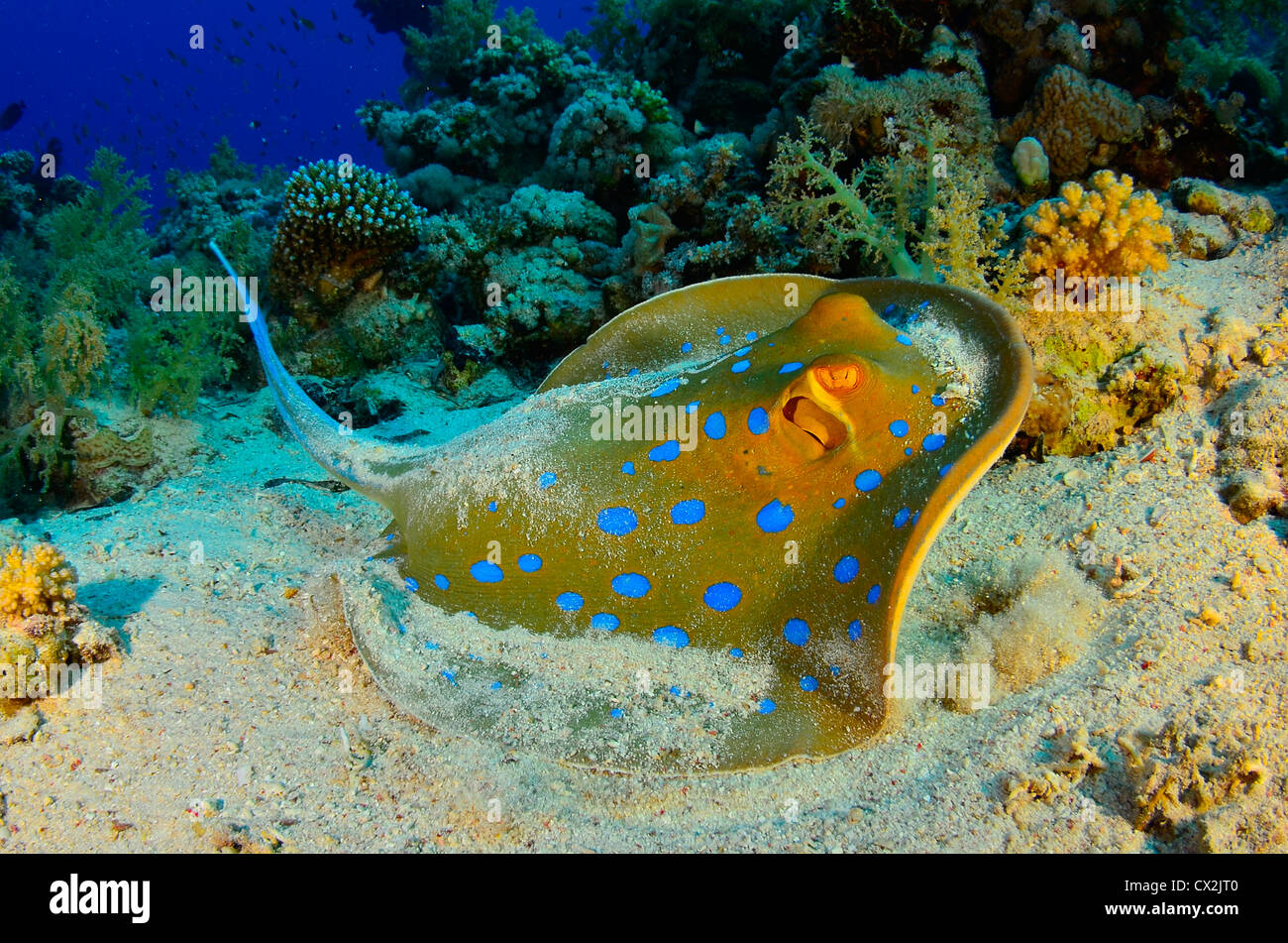 Red Sea, underwater, coral reef, sea life, marine life, ocean, scuba diving, vacation, water, fish, blue spotted stingray Stock Photo