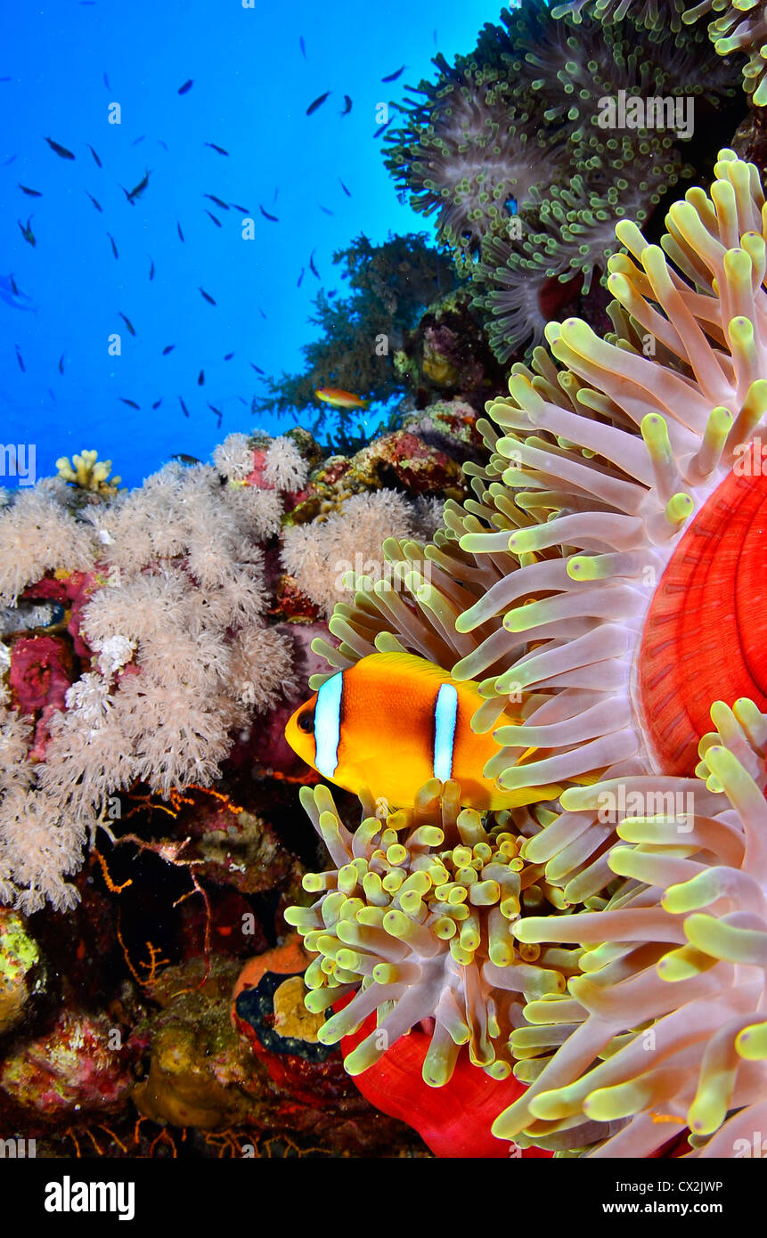 Red Sea, underwater, coral reef, sea life, marine life, ocean, scuba diving, vacation, water, fish, anemone, anemone fish. Stock Photo