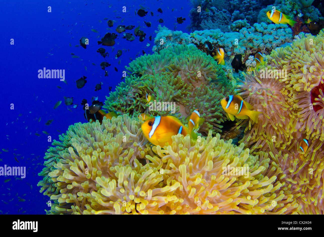 Red Sea, underwater, coral reef, sea life, marine life, ocean, scuba diving, vacation, water, fish, anemone, anemone fish, color Stock Photo