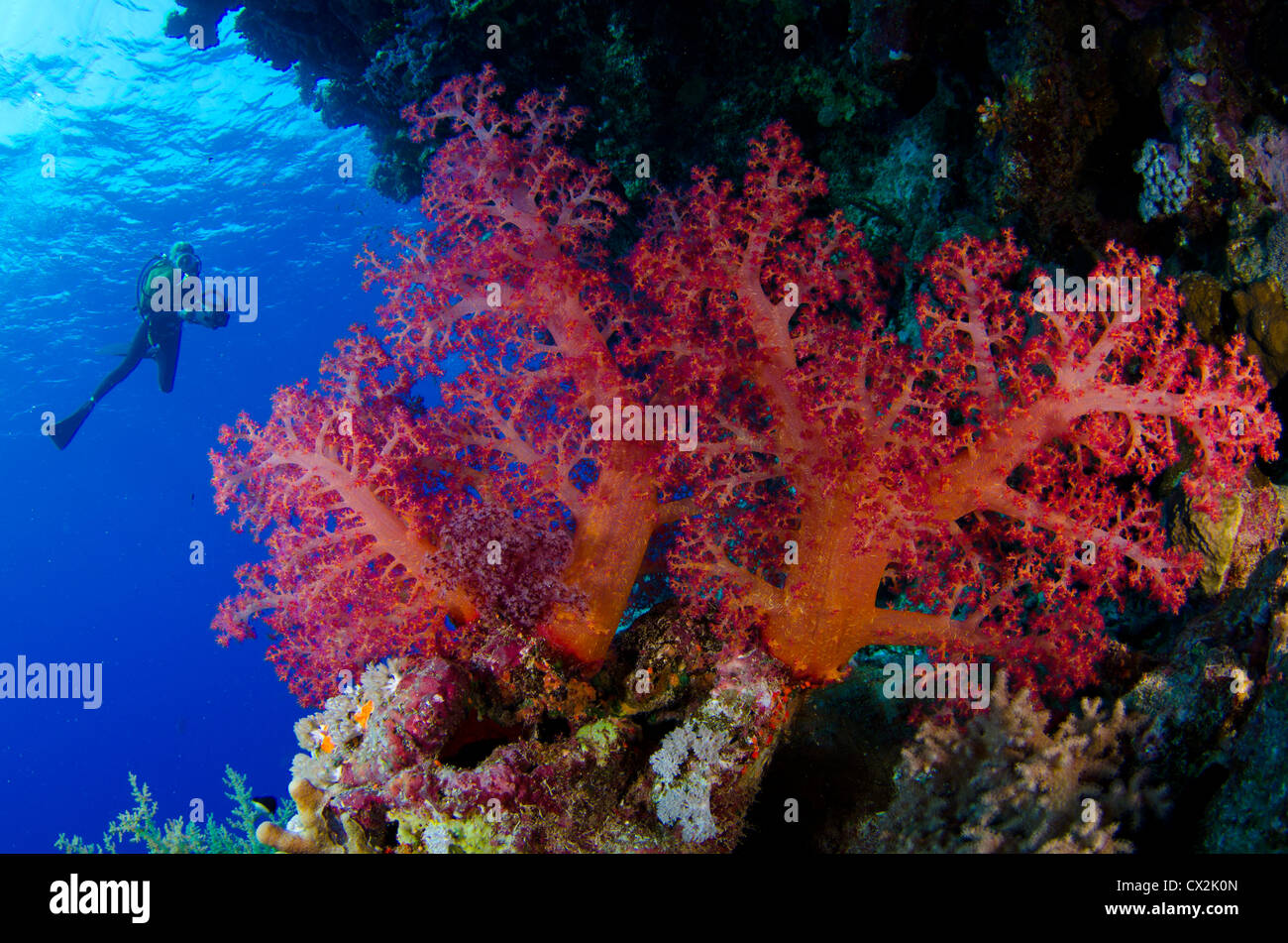 Red Sea, underwater, coral reef, sea life, marine life, ocean, scuba diving, vacation, water, fish, diver, female diver, coral Stock Photo