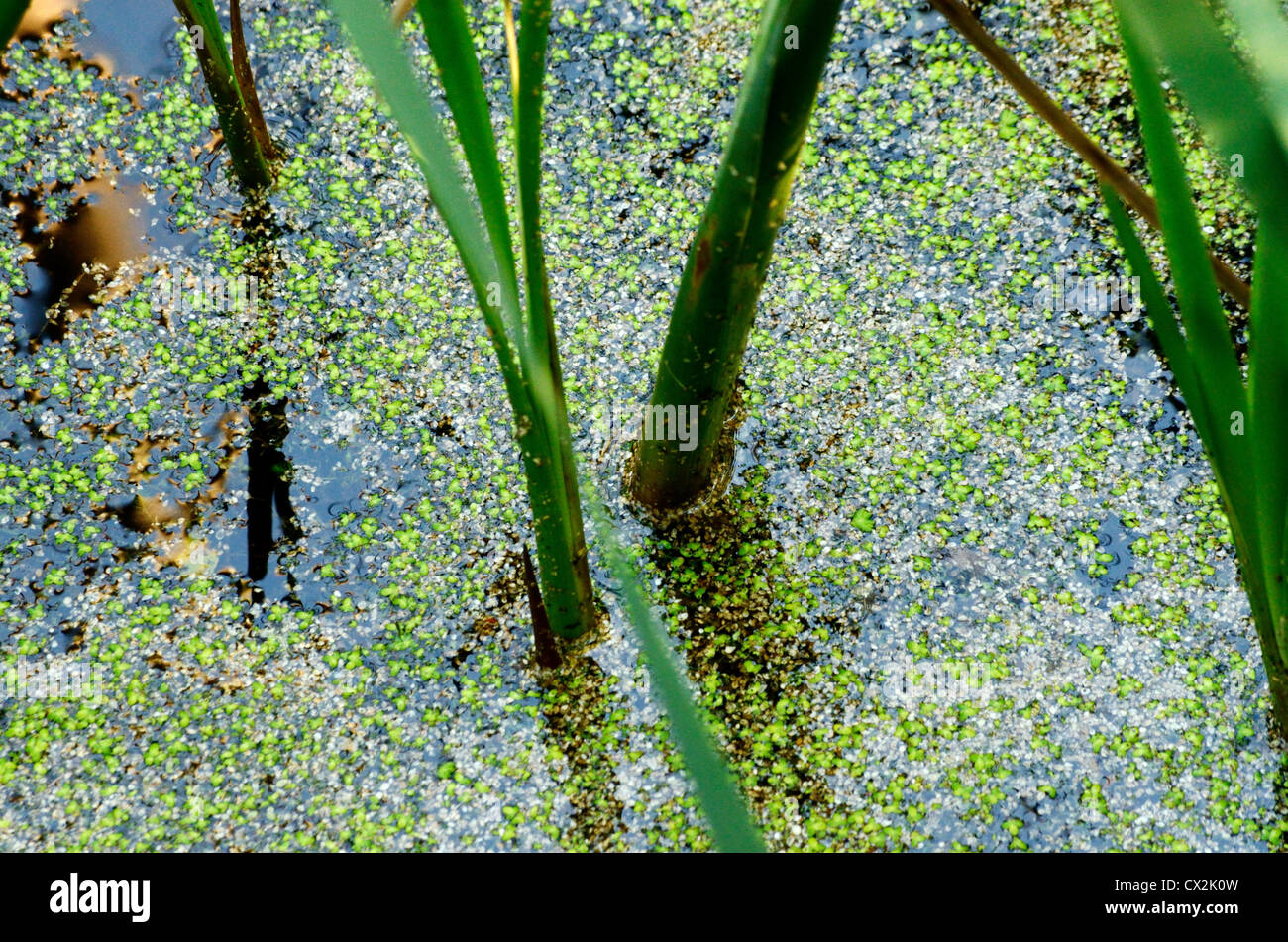 Surface of wetland water. Stock Photo