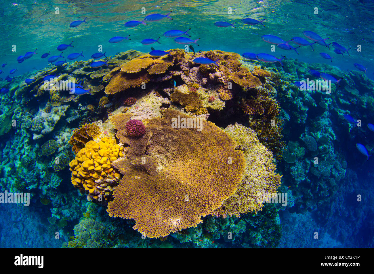 Red Sea, underwater, coral reef, sea life, marine life, ocean, scuba diving, vacation, water, fish, shallow water, blue water Stock Photo