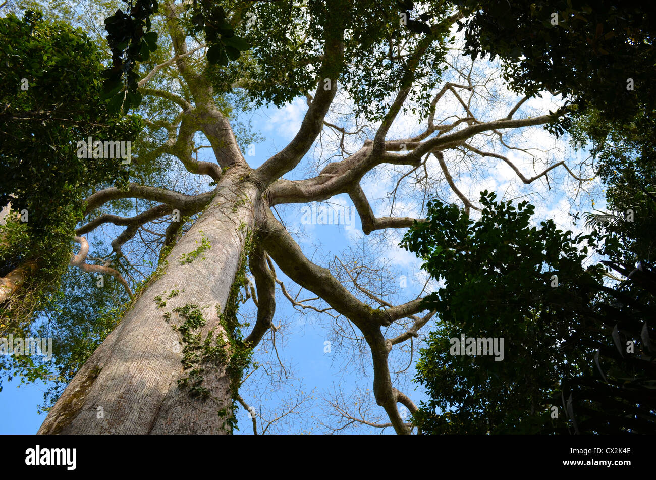 The giant Ceiba tree, one of the tallest species in Amazonia Stock Photo
