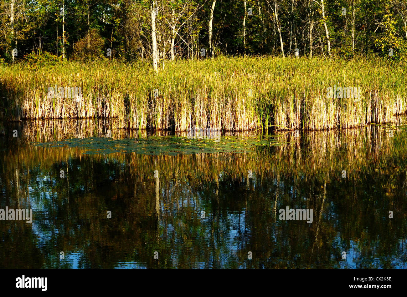 Wetland grasses border small pond. Stock Photo