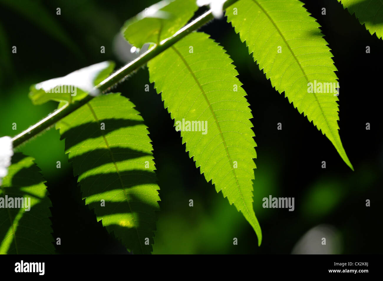 Sumac leaves in summer Stock Photo Alamy