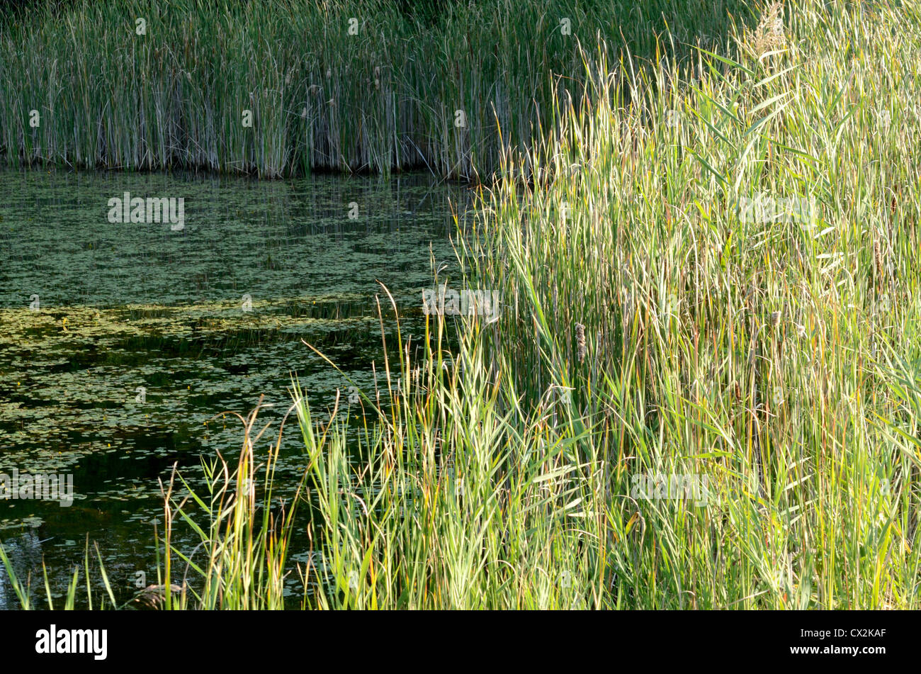Pond grasses and water surface. Stock Photo