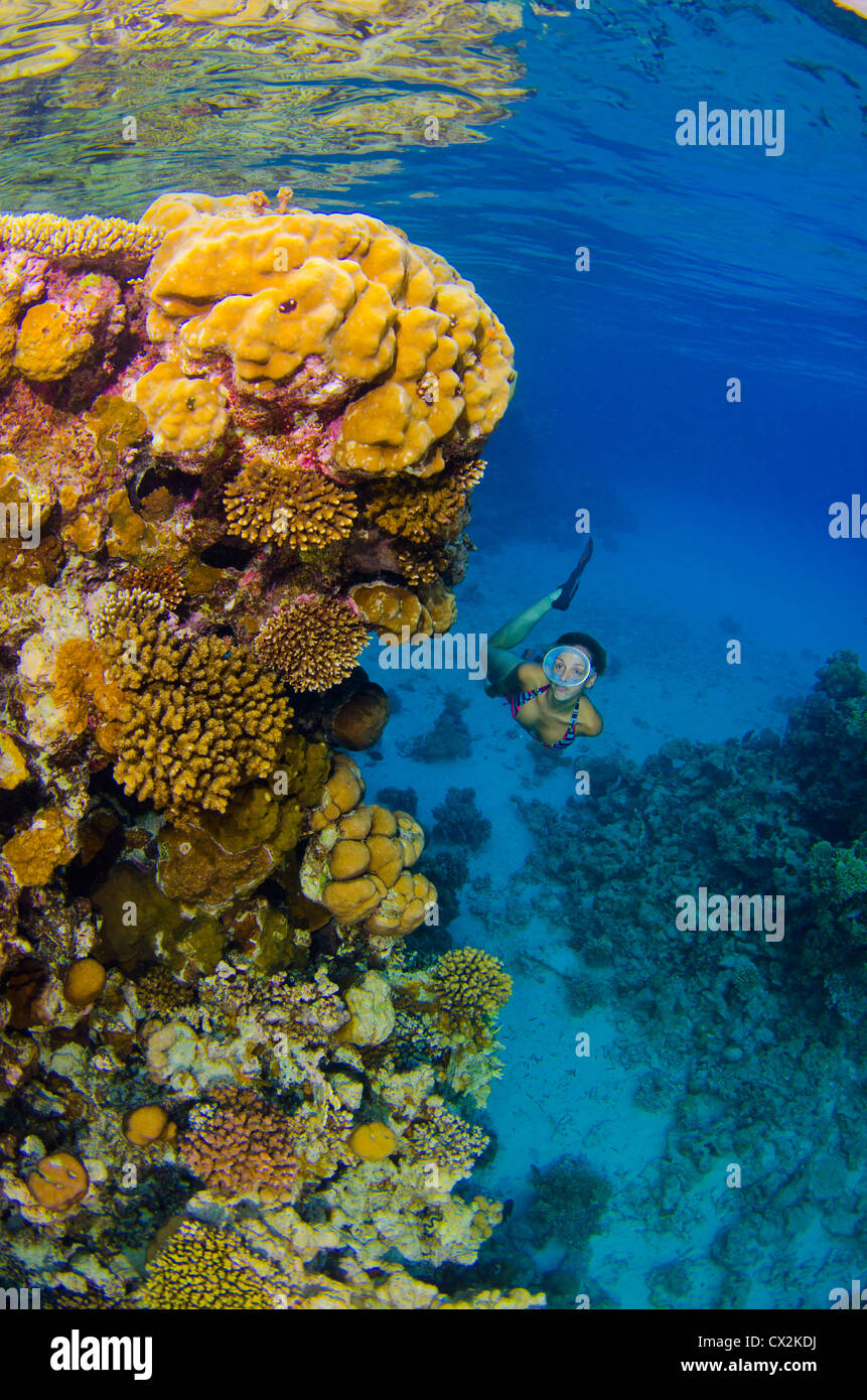 Red Sea, underwater, coral reef, sea life, marine life, ocean, scuba diving, vacation, water