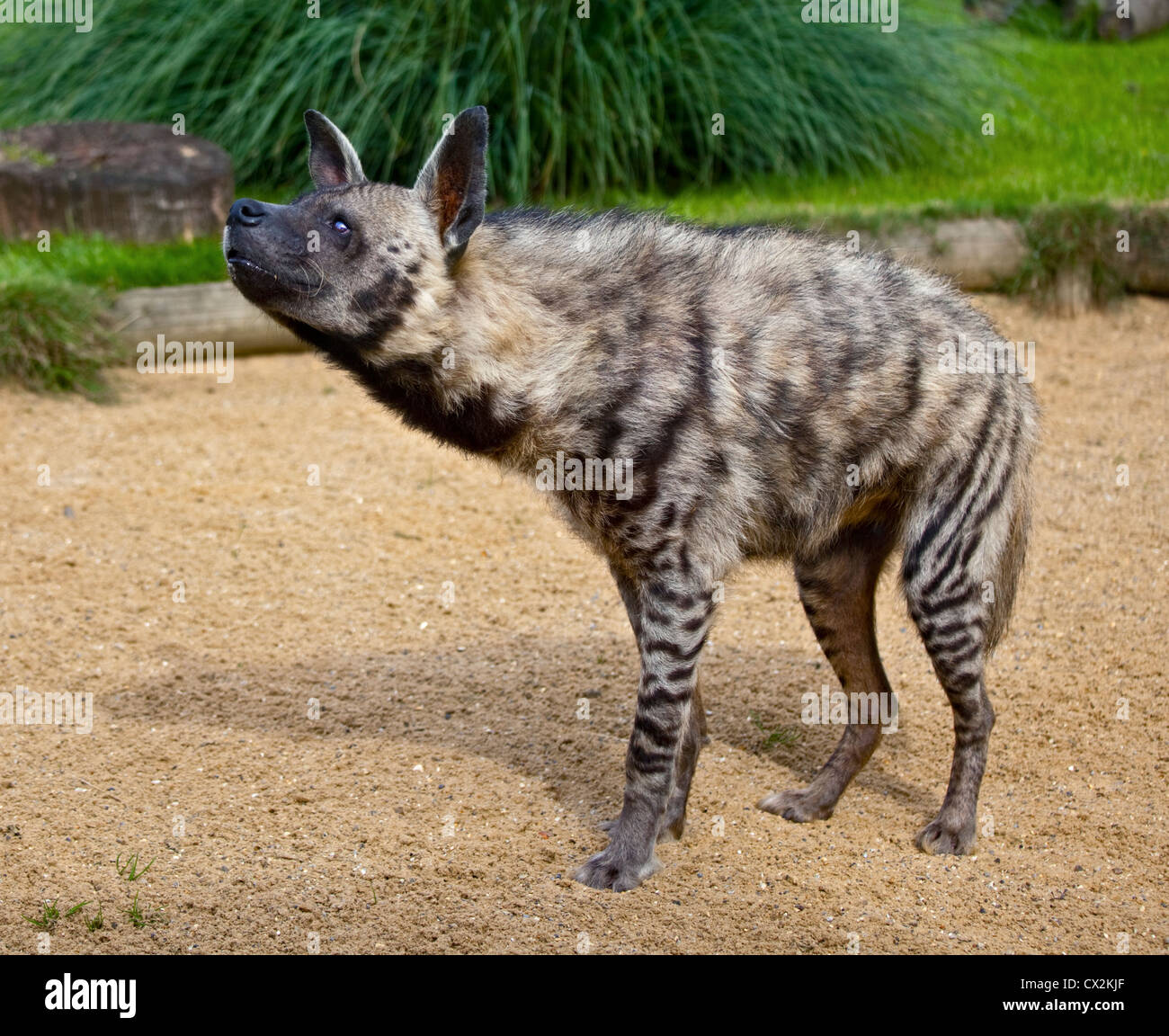 Striped Hyaena (hyaena hyaena) Stock Photo