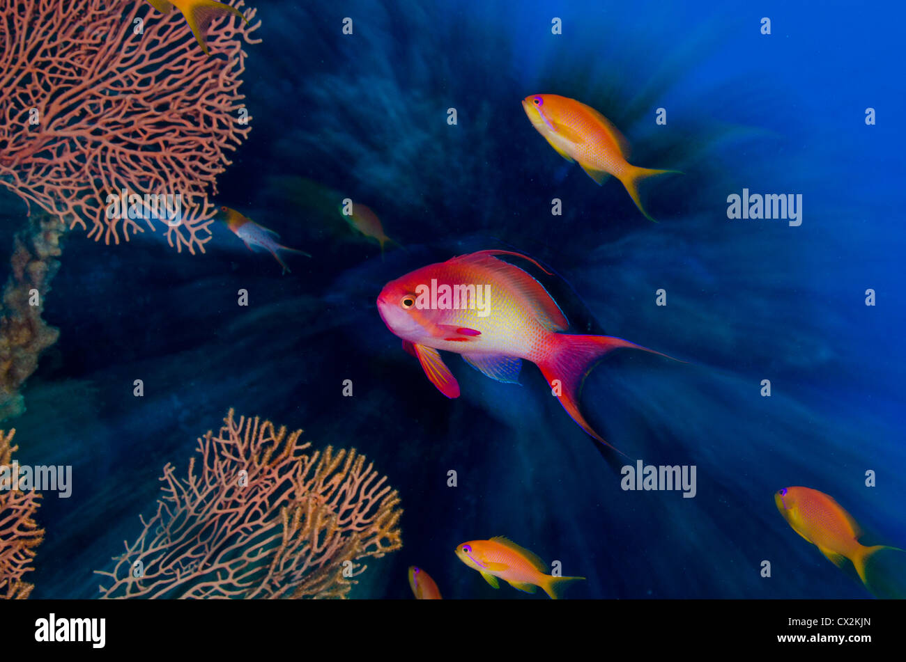 Red Sea, underwater, coral reef, sea life, marine life, ocean, scuba diving, vacation, water, fish, anthias fish, zoom, action Stock Photo