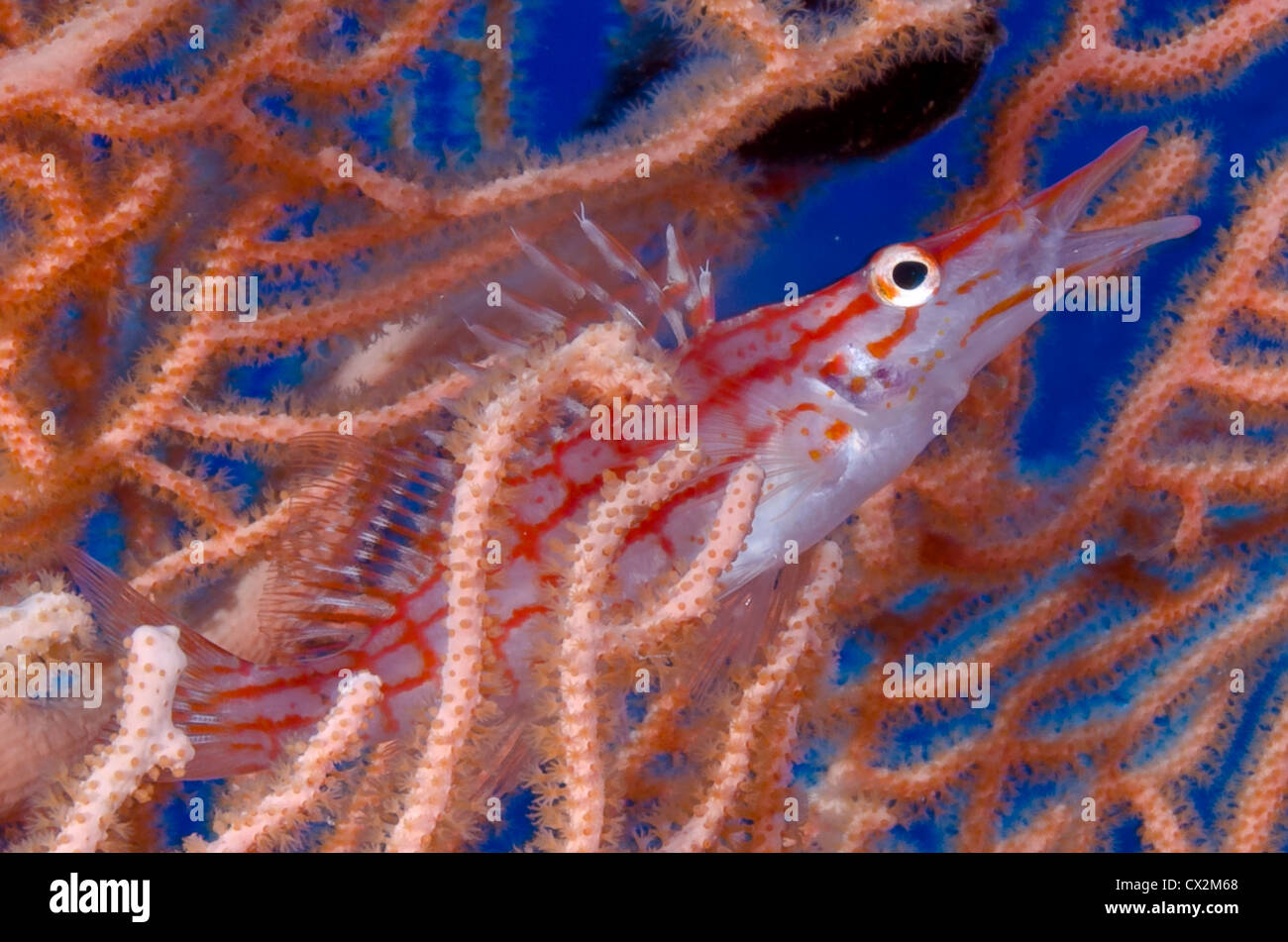 Red Sea, underwater, coral reef, sea life, marine life, ocean, scuba diving, vacation, water, fish, long nose hawk fish, Egypt Stock Photo