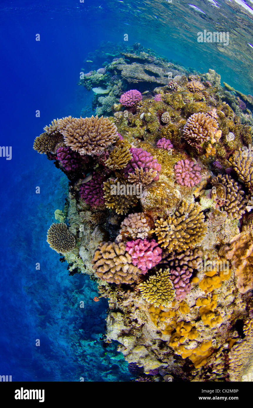 shallow coral reef with hard corals and anthias fish in the Red Sea, Egypt, colorful, color, coral, hard coral, underwater. Stock Photo