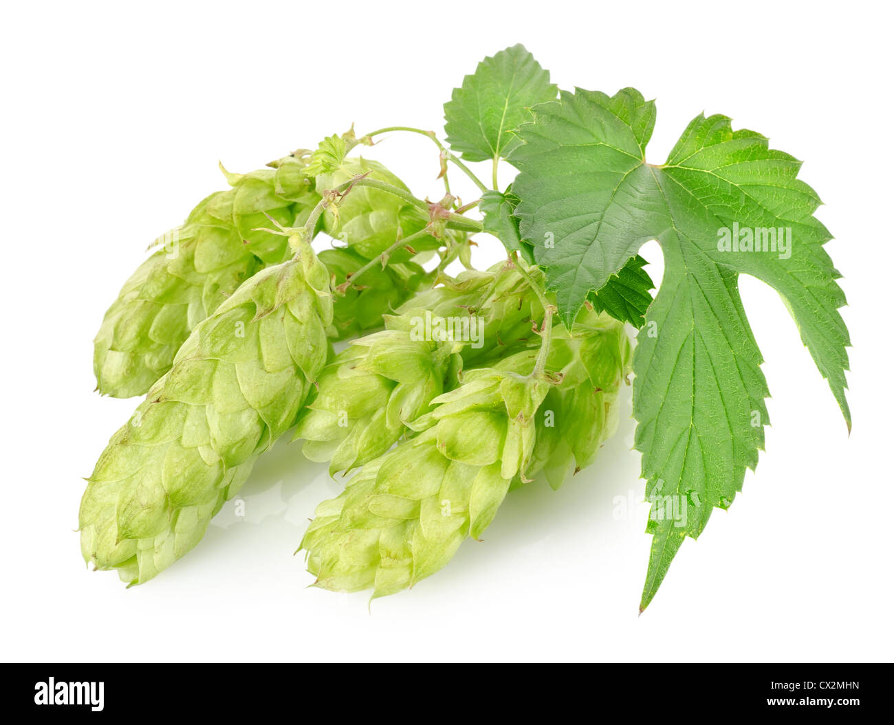 Cluster of hops with leafs isolated on white background Stock Photo