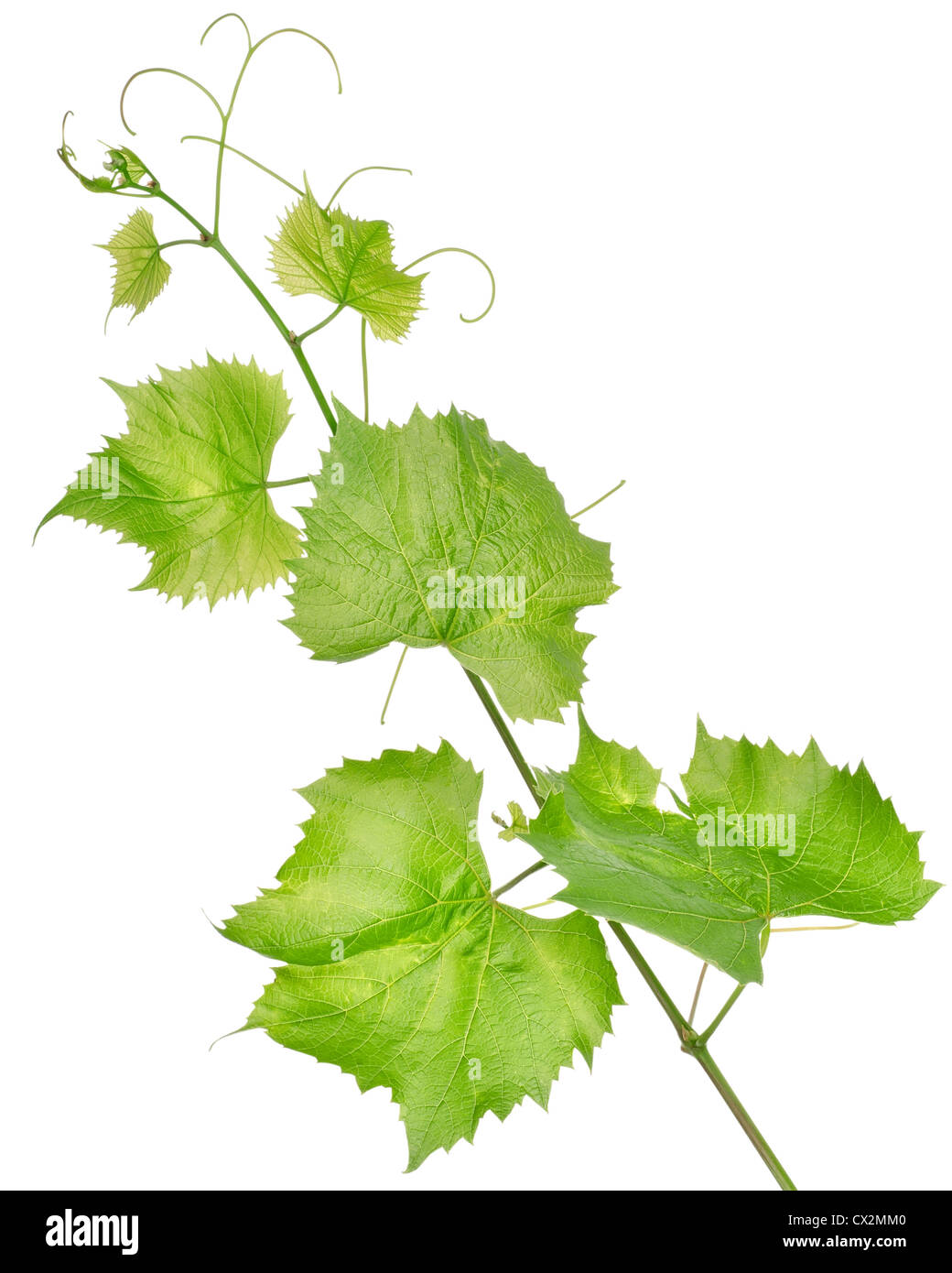 Grape leaves isolated on a white background Stock Photo - Alamy