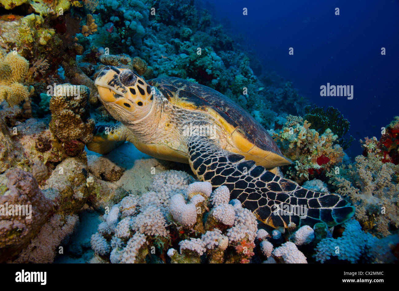 coral reef, Red Sea, Egypt, hawksbill turtle, underwater, scuba, diving, blue water, deep, tropical reef, ocean, sea, hard coral Stock Photo