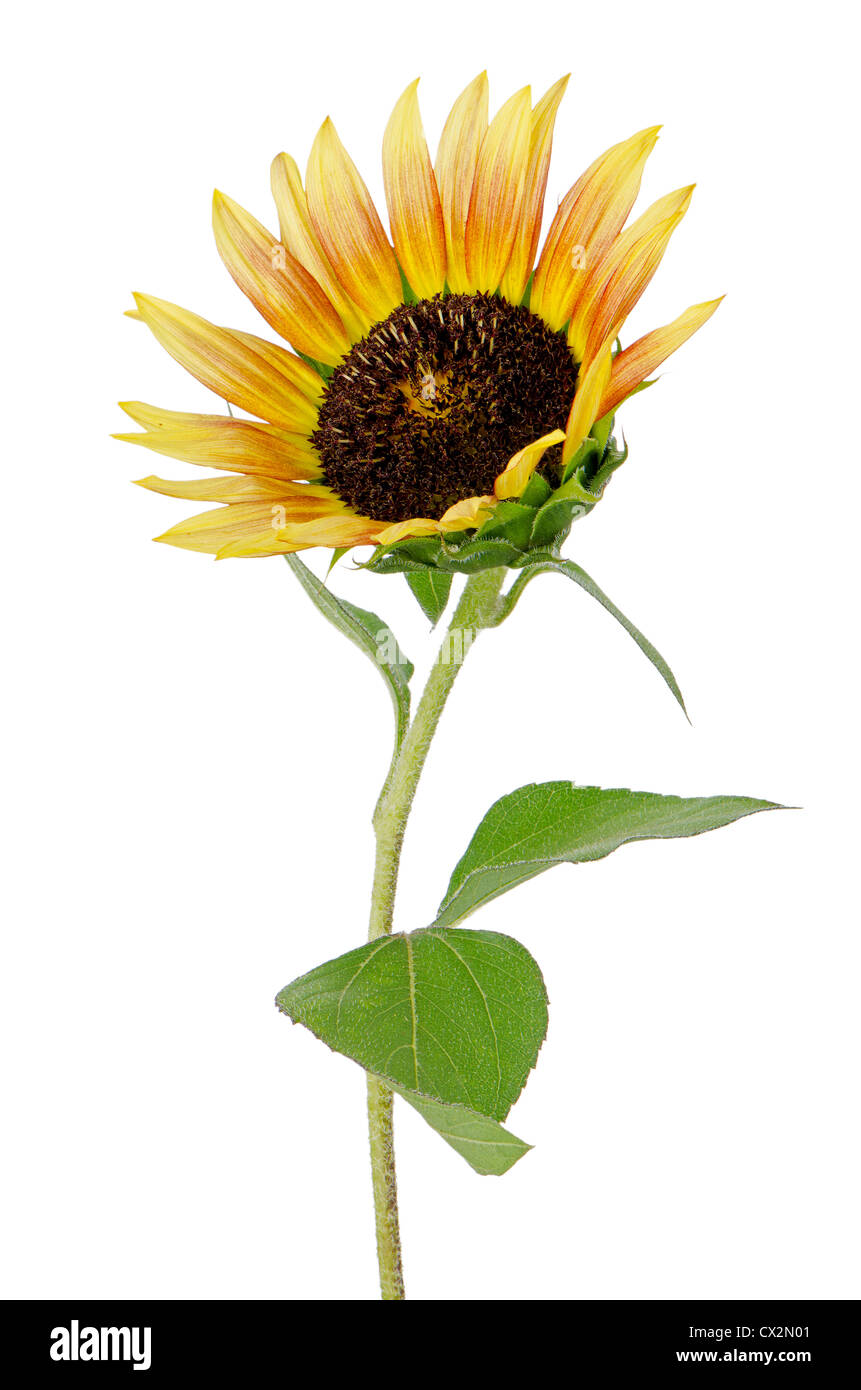 Beautiful Sunflower isolated on white background Stock Photo - Alamy