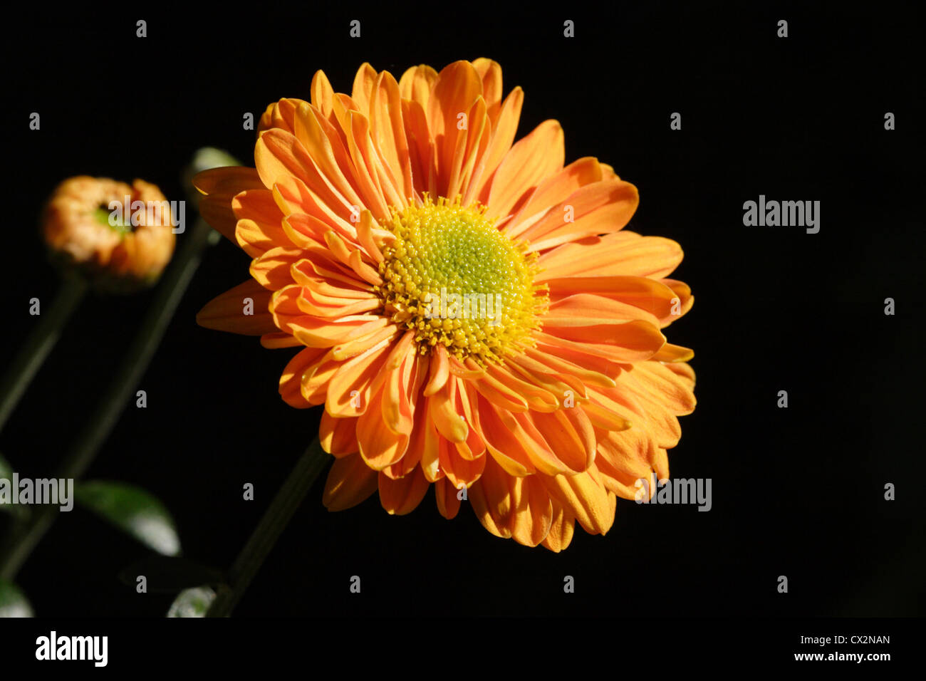 Chrysanthemum Petals High Resolution Stock Photography and Images - Alamy