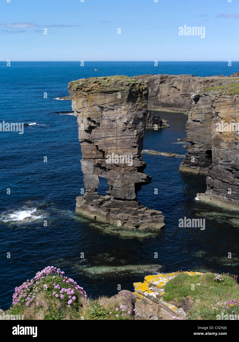 dh Yesnaby Castle YESNABY ORKNEY Sea stack seapink flowers rocky sea cliffs top scottish coast scotland Stock Photo