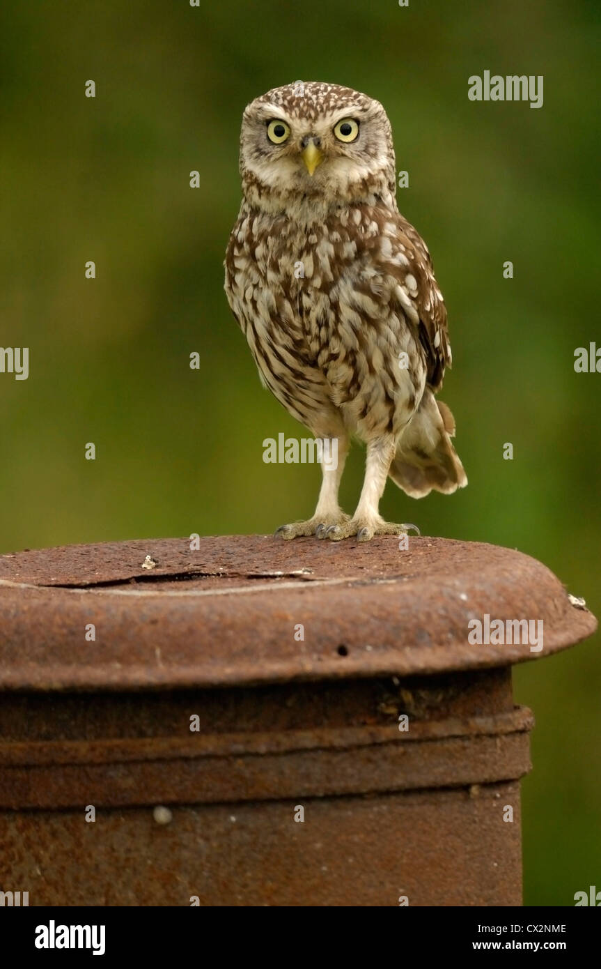 Little Owl Athene noctua perched on barrel, Essex, June Stock Photo