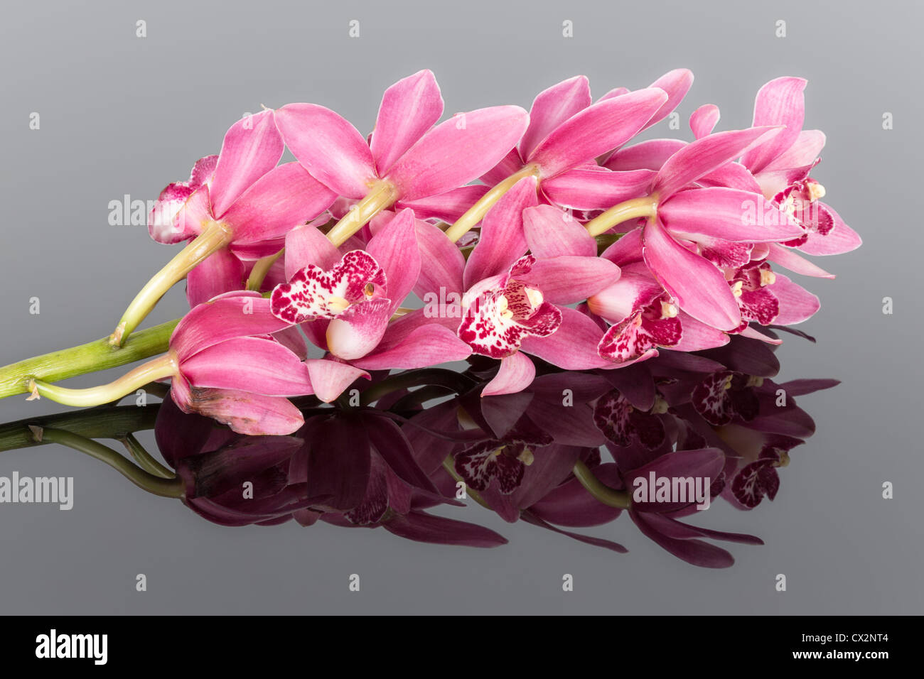 Purple cymbidium hi-res stock photography and images - Alamy